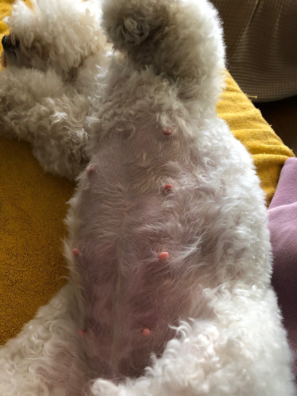 Vergrootte tepels bij drachtigheid Vergrootte tepels bij drachtigheid